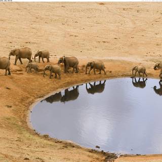 Water hole wallpaper