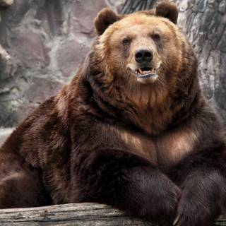 Cute brown bear wallpaper