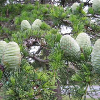 Deodars cedar wallpaper