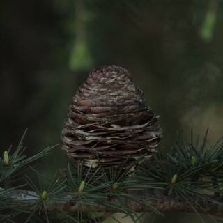 Deodars cedar wallpaper