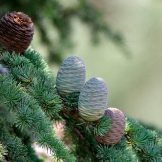 Deodars cedar wallpaper