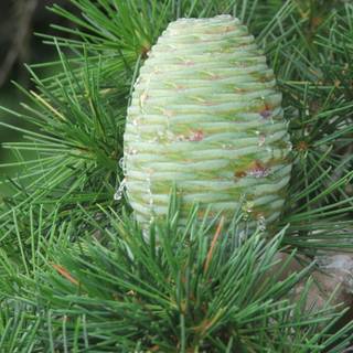 Deodars cedar wallpaper