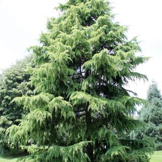 Deodars cedar wallpaper