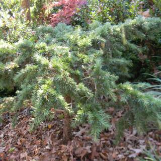 Deodars cedar wallpaper