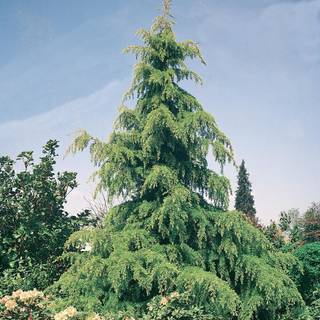 Deodars cedar wallpaper