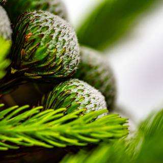 Deodars cedar wallpaper