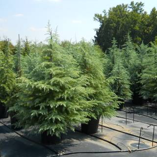 Deodars cedar wallpaper