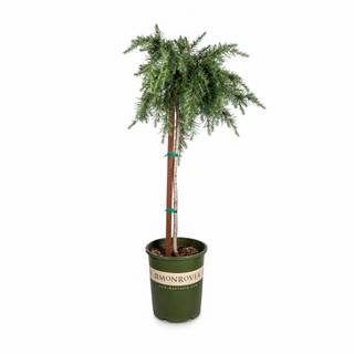 Deodars cedar wallpaper