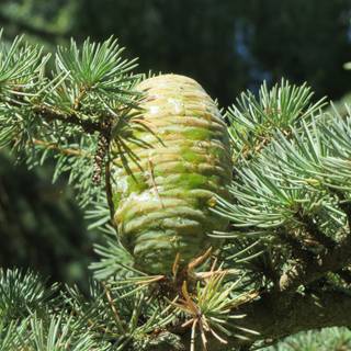 Deodars cedar wallpaper