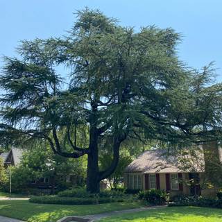 Deodars cedar wallpaper