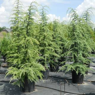 Deodars cedar wallpaper