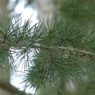 Deodars cedar wallpaper