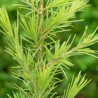 Deodars cedar wallpaper