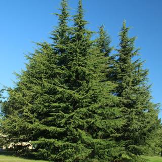 Deodars cedar wallpaper