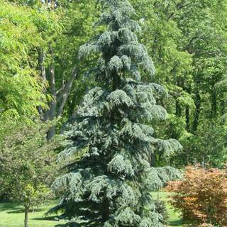 Deodars cedar wallpaper