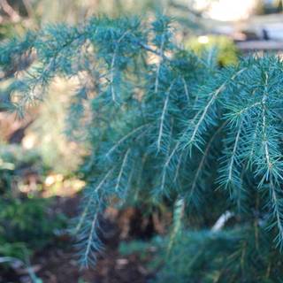 Deodars cedar wallpaper