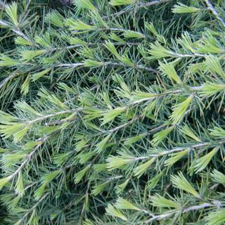 Deodars cedar wallpaper