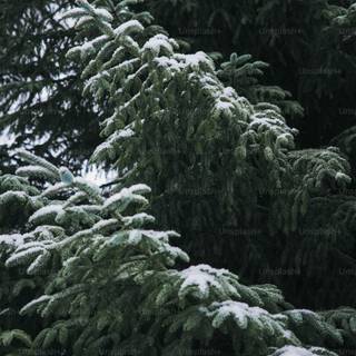 Deodars cedar wallpaper