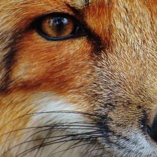 Orange iPhone 13 Pro Max wallpaper