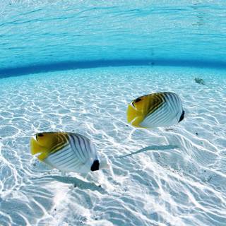 Fish underwater wallpaper