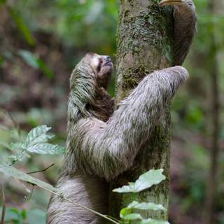 Sloth 4k wallpaper