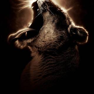 Animal 4k mobile wallpaper