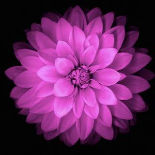 iPhone purple 4k wallpaper