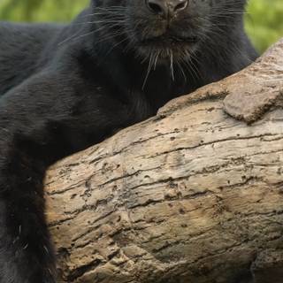 Animal 4k mobile wallpaper