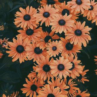 Autumn floral iPhone wallpaper