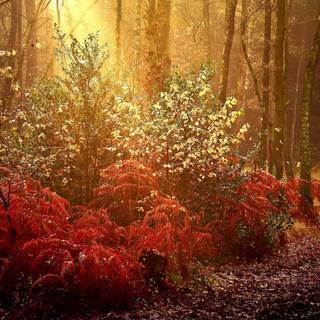 1920x1080 autumn night wallpaper