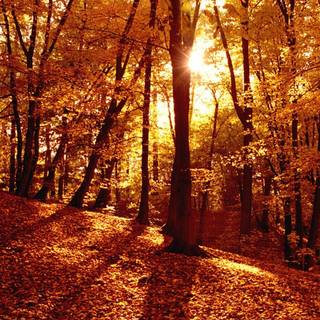 Windows 11 autumn wallpaper