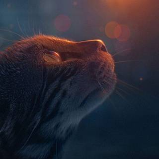 Animal 4k mobile wallpaper