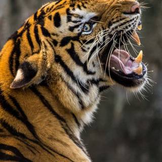 Animal 4k mobile wallpaper