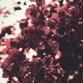 Autumn floral iPhone wallpaper