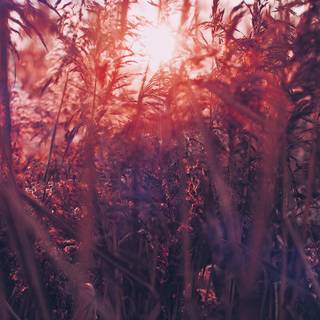 Autumn floral iPhone wallpaper