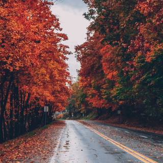 Autumn iPhone 13 Pro Max wallpaper