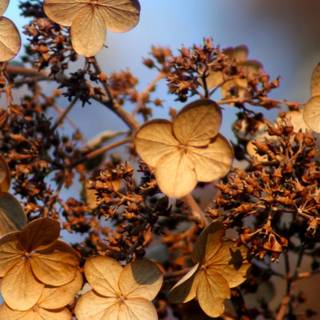 Autumn floral iPhone wallpaper