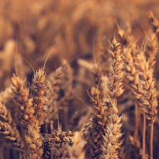 Autumn floral iPhone wallpaper