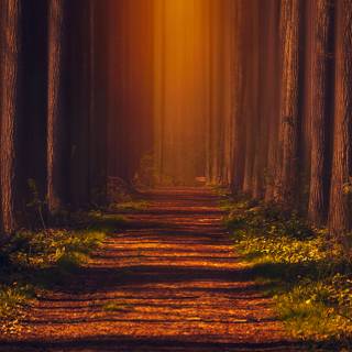 Autumn iPhone 13 Pro Max wallpaper