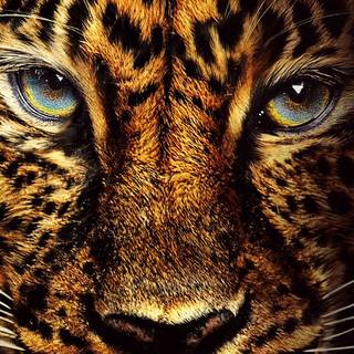 Animal 4k mobile wallpaper