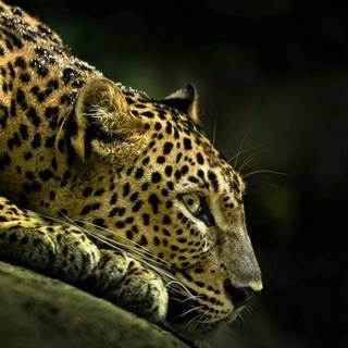 Animal 4k mobile wallpaper