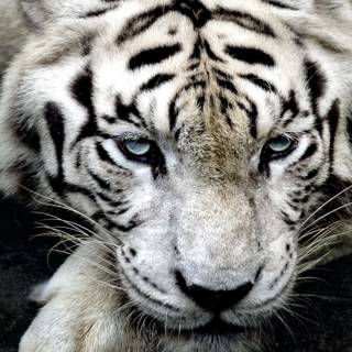 Animal 4k mobile wallpaper