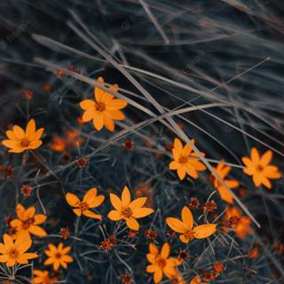 Autumn floral iPhone wallpaper