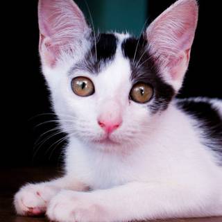 Animal 4k mobile wallpaper