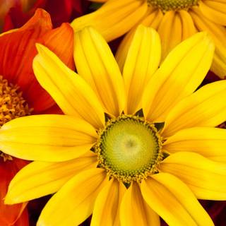 Autumn floral iPhone wallpaper