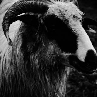 Goat phone wallpaper