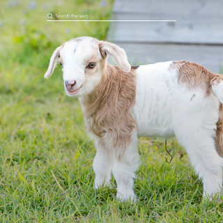 Goat animal wallpaper