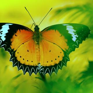 Butterflies 4k wallpaper