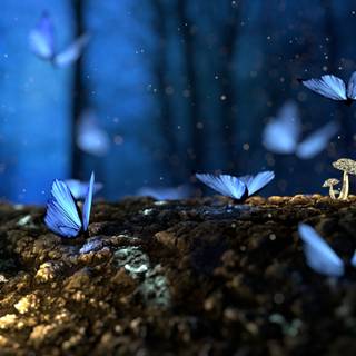Butterflies 4k wallpaper