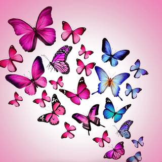 Butterflies 4k wallpaper